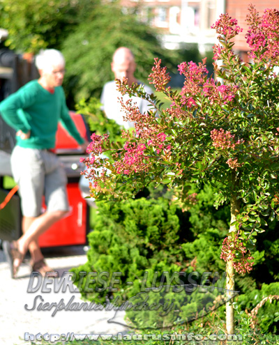 Lagerstroemia Worlds Fair op stam, Muses of Helios