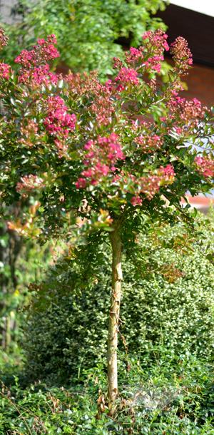 Lagerstroemia Worlds Fair op stam, Muses of Helios