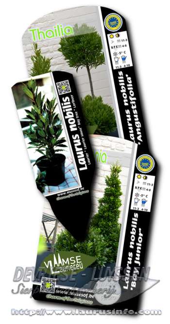 Laurus Nobilis, Vlaamse Laurier officieel